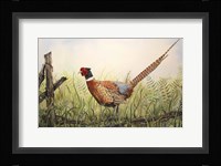 Glorious Pheasant Framed Print