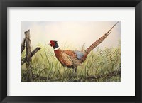 Glorious Pheasant Framed Print