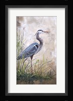 In The Reeds - Blue Heron - A Framed Print