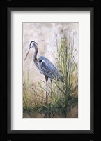 In The Reeds - Blue Heron - B Framed Print