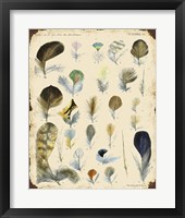 Vintage Feather Study - C Fine Art Print