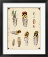 Vintage Feather Study - D Fine Art Print