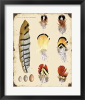 Vintage Feather Study - E Fine Art Print