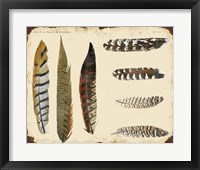 Vintage Feather Study - F Fine Art Print