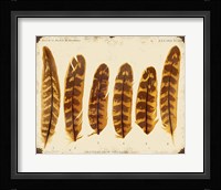 Vintage Feather Study - G Framed Print