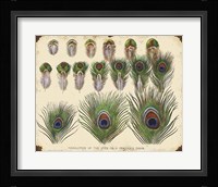 Vintage Feather Study - H Framed Print