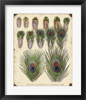 Vintage Feather Study - I Fine Art Print