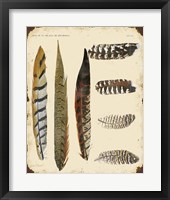 Vintage Feather Study - J Fine Art Print