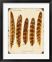 Vintage Feather Study - K Fine Art Print