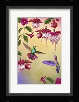 Fuchsias & Hummingbirds Fine Art Print
