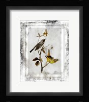 Birds With Class - A Framed Print