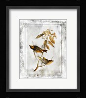 Birds With Class - D Framed Print