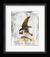 Birds With Class - G Framed Print