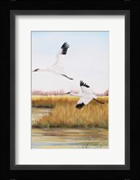 Whooping Cranes - C Fine Art Print