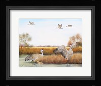 Sandhill Cranes - A Fine Art Print