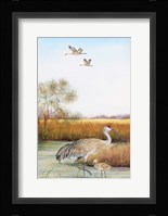 Sandhill Cranes - B Fine Art Print
