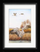 Sandhill Cranes - C Fine Art Print
