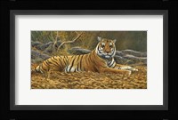 Bengal Tiger Fine Art Print