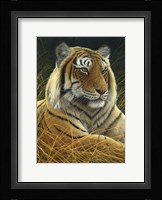 Sumatran Tiger Fine Art Print