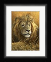 Evening Glow  Lion Fine Art Print