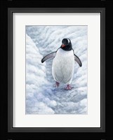 Gentoo Penguin Fine Art Print