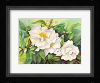 Camellias Fine Art Print
