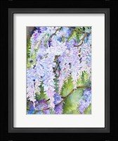 Wisteria Fine Art Print