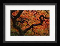 Fall Chaos copy Fine Art Print