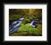 Gorton Creek Fern Fine Art Print