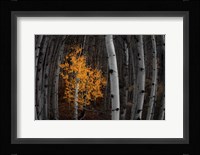 Light of the Forest Fine Art Print