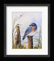 Bluebird Fine Art Print