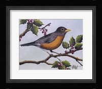 Robin Framed Print