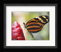 Butterfly 1 Fine Art Print