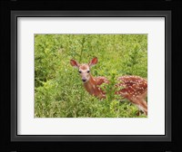 Deer Fine Art Print