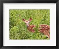 Deer Fine Art Print