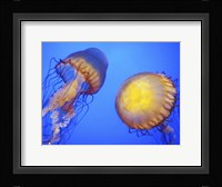 Jellyfish Framed Print