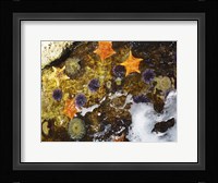 Starfish Fine Art Print