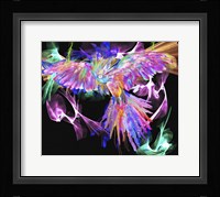 Parrot Black Framed Print
