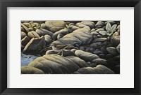 Along The Creek - Spotted Sandpiper Fine Art Print