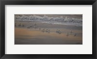 Morning Surf And Sanderlings Fine Art Print
