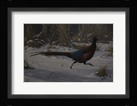 Strauch Pheasant Fine Art Print