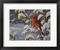 Winter Cardinal Fine Art Print
