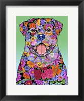 Flowers Rottweiler Framed Print