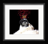 Royal Love Pup - Shi Tzu Framed Print