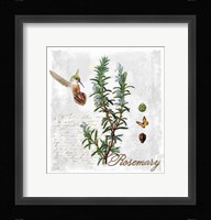 Botanical Garden Rosemary Herb Fine Art Print