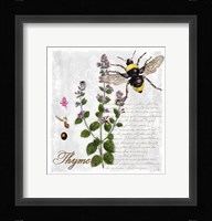 Botanical Garden Thyme Herb Fine Art Print