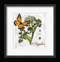 Botanical Gardern Angelica Herb Fine Art Print