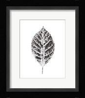 Harvest Sentiments V BW no Words Framed Print