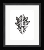 Harvest Sentiments VII BW no Words Framed Print