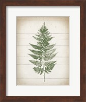 Fern Print I v2 Fine Art Print